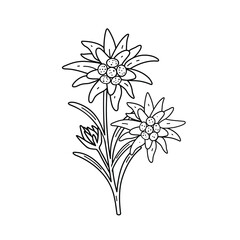 Black and white outline vector drawing of edelweiss flower
