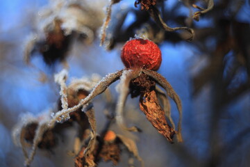 Fruchtmumie der Kartoffelrose