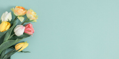Floral composition, banner. Bouquet of colorful tulips. Pink, white and yellow tulips on pastel...
