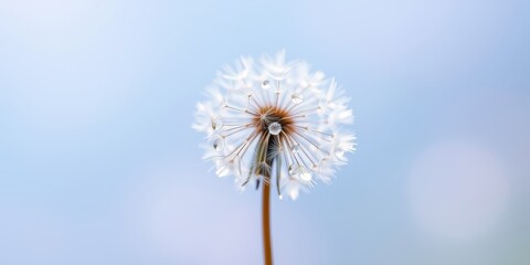 Obraz premium A delicate dandelion seed head with morning dew drops, a symbol of nature's ephemeral beauty and the cycle of life.