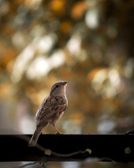 a beautiful sparrow on fence