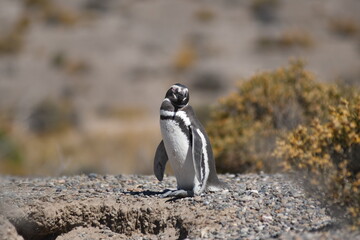 Ping&uuml;inos en Punta Tombo, Provincia de Chubut, Argentina