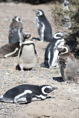Ping&uuml;inos en Punta Tombo, Provincia de Chubut, Argentina