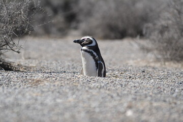 Ping&uuml;inos en Punta Tombo, Provincia de Chubut, Argentina