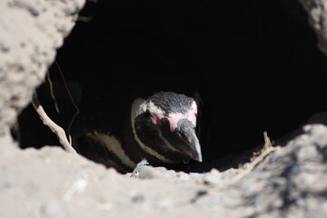 Ping&uuml;inos en Punta Tombo, Provincia de Chubut, Argentina