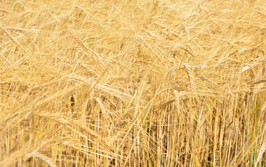 a close up of the agricultural field with ripe wheat 