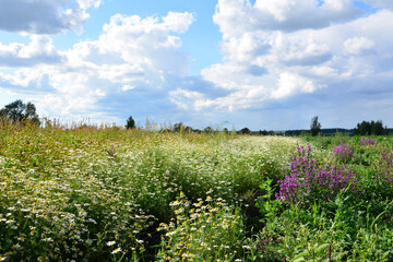 Obraz premium a field of white daisies with blue sky and white clouds background 