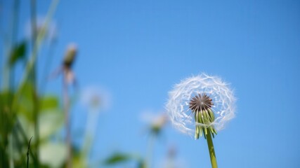 Delicate Dandelion Seed Head Basking in Sunshine Against a Clear Blue Sky with Vibrant Green Grass in a Warm Spring Landscape Setting