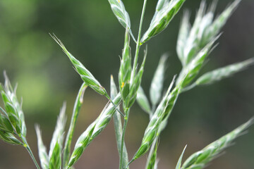 Cereal grass bromus grows in nature