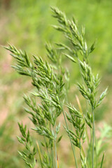 Cereal grass bromus grows in nature