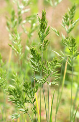 Cereal grass bromus grows in nature