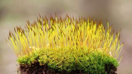 Moss (Bryophyta) grows in nature