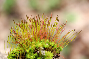 Moss (Bryophyta) grows in nature