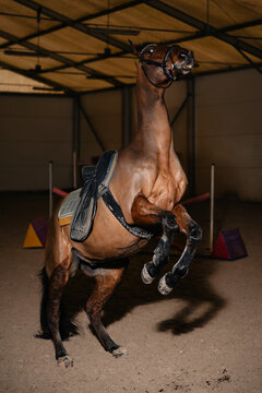 Brown adult horse without rider spooked and stood on its hind legs