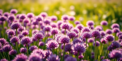 Obraz premium A vibrant field of purple wildflowers bathed in golden sunlight, showcasing their delicate beauty and intricate details.