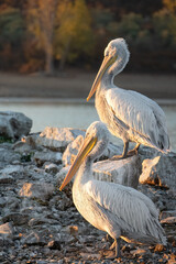 Dalmatian pelican or Pelecanus crispus during migratory season on the Kerkini lake National Park, Greece