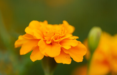 Blossom of a marigold, beautiful marigold, close up calendula officinalis, colourful orange flower, colourful summer picture orange yellow petals, green background