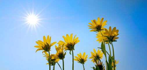 Yellow Wild Flowers Alpine with Blue Sky and Sun Sunshine Sunburst