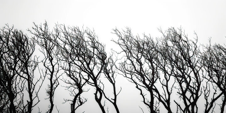 Silhouetted Leafless Trees Against Overcast Sky