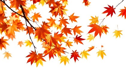 Fototapeta premium Autumn maple leaves blowing in the air. Movement and natural flow isolated against a transparent background