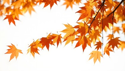 Fototapeta premium Autumn maple leaves blowing in the air. Movement and natural flow isolated against a transparent background