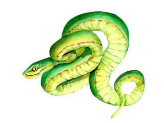 Green snake, hand drawn watercolor illustration on paper