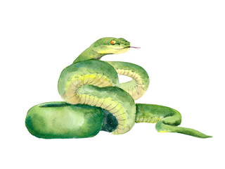 Green snake, hand drawn watercolor illustration on paper