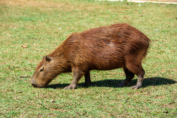 View of some capybaras at Cesamar Park in the city of Palmas - Palmas, Tocantins, Brazil