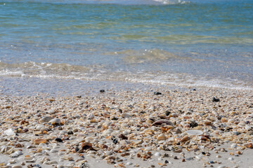 Seashell-strewn beach with gentle waves under a clear blue sky, perfect for a serene coastal scene.
