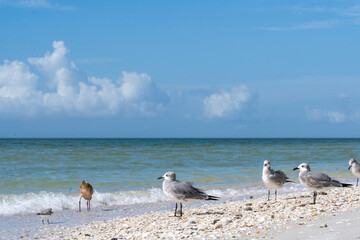 Seagulls and a sandpiper on a serene beach with a clear blue sky and gentle waves.
