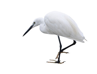 White egret on transparent background (PNG File)