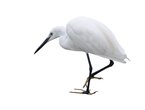 White egret on transparent background (PNG File)