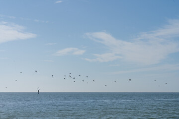 Flock of birds flying over ocean, tranquil water,blue sky, clam and peaceful,background,wallpaper,copy space
