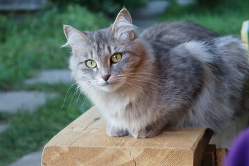Obraz premium cat in the garden on the bench and looking at something. grey furry cat close up
