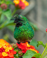 Long-tailed hummingbird
