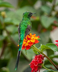 Long-tailed hummingbird
