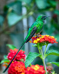 Long-tailed hummingbird
