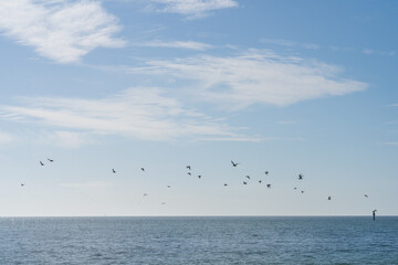 Flock of birds flying over ocean, tranquil water,blue sky, clam and peaceful,background,wallpaper,copy space
