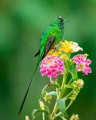 Long-tailed hummingbird
