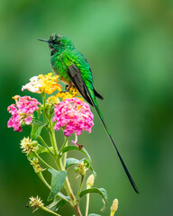 Long-tailed hummingbird
