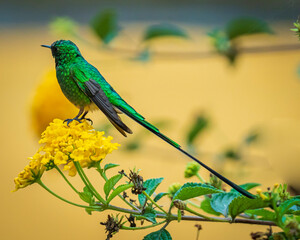 Long-tailed hummingbird