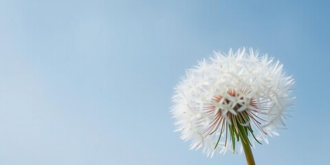 Delicate White Dandelion Seed Head Against a Soft Blue Sky, Capturing the Beauty of Nature and Fragility of Life in a Serene Outdoor Setting