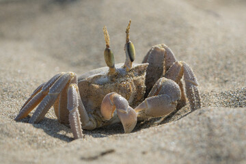 The image features a close-up of a ghost crab on a sandy beach.
