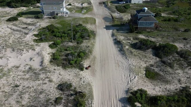 Drone footage of a Corolla wild horse stood up and started walking on a dirt road