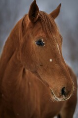 Sesja konia  © Marek