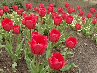 red tulips in the garden
