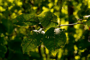 leaves on the tree	