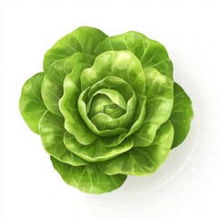 Fototapeta premium Stylized Cartoon Lettuce in Bold Green Tones with 3D Appearance and Texture