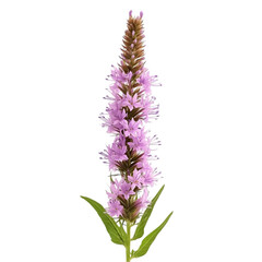 Obraz premium Vibrant Purple Loosestrife Flower Blooming Summer Wildflower Nature Photography