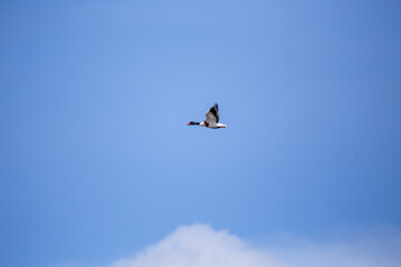 Common Shelduck (Tadorna tadorna) on Bull Island, commonly found in coastal wetlands and estuaries
